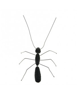 XY MALE ANT